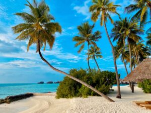 Imagem praia com palmeiras